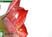 hippeastrum Mega Star ® (2)